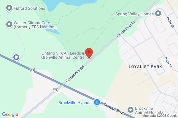 Animal Services, Brockville, Animal Control
