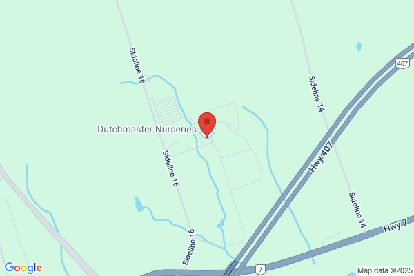 Dutch Master Nurseries