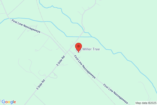 Miller Tree