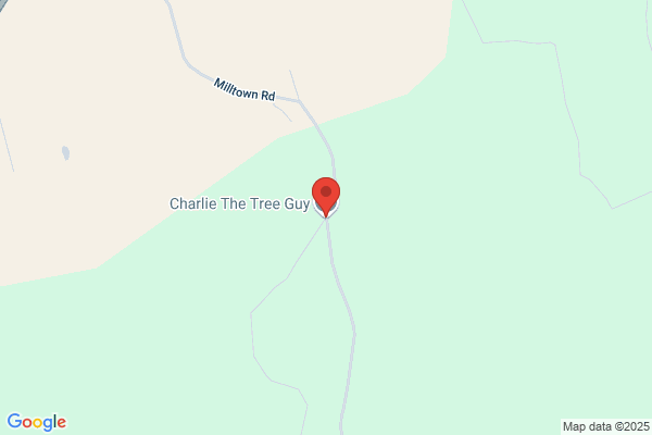The Tree Guy