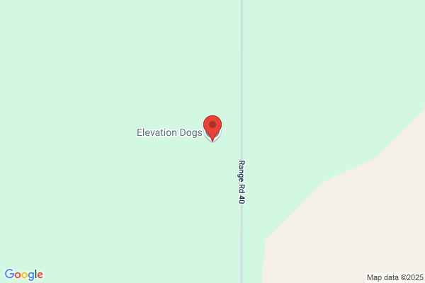 Elevation Dogs