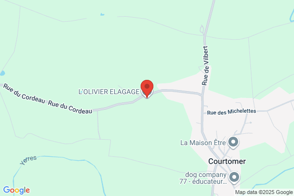 Services d'arbres Olivier