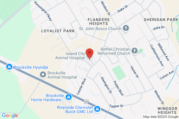 Island City Animal Hospital
