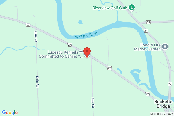 Lucescu Kennels * Committed To Canine * Niagara Hundesport