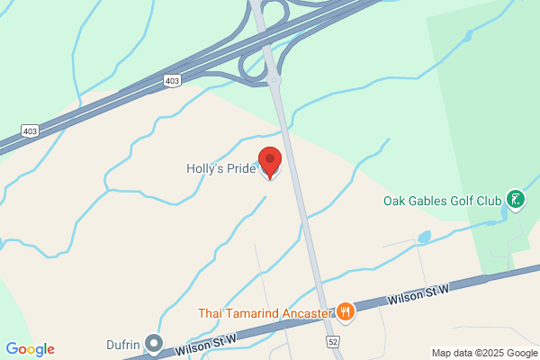Holly's Pride of Ancaster