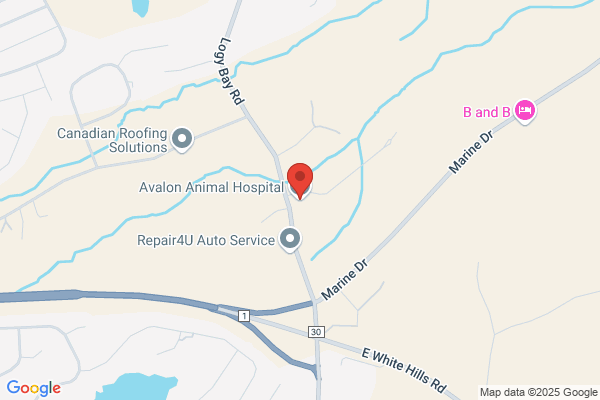 Avalon Animal Hospital