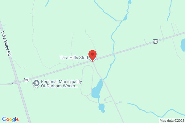Tara Hills Stud Ltd