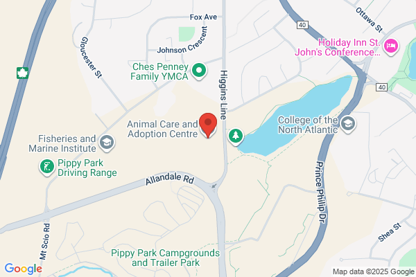 City of Mount Pearl, Animal Control