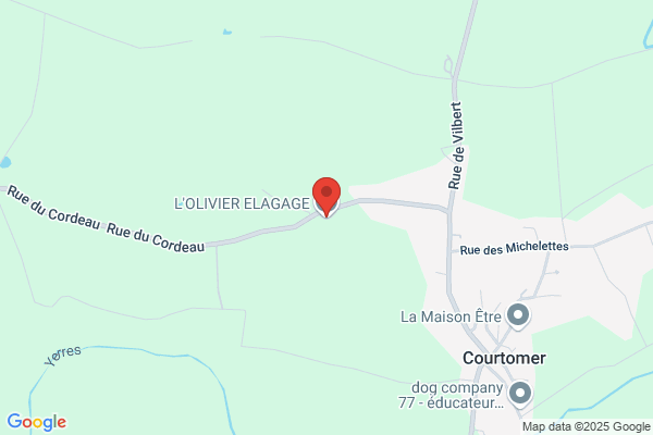 Services d'arbres Olivier