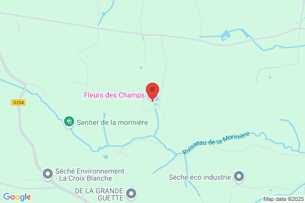 Fleurs Des Champs