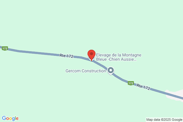 Elevage de la Montagne Bleue -Chien Aussie Berger Australien
