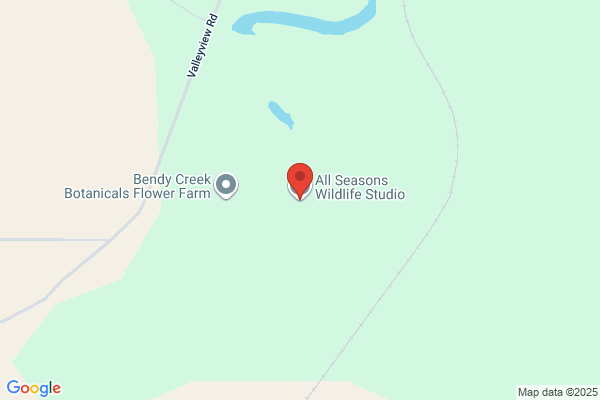 All Seasons Wildlife Studio