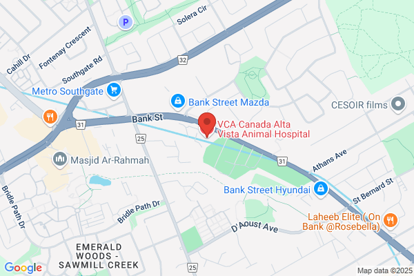 Alta Vista Animal Hospital