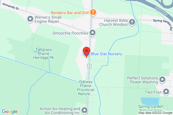 Blue Star Nursery Ltd