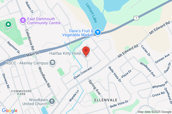 Halifax Kitty Hotel